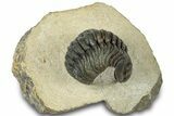 Detailed Phacopid (Morocops) Trilobite - Foum Zguid, Morocco #310576-3